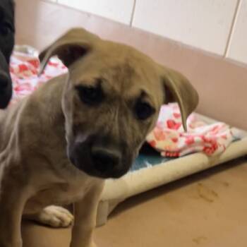 Nova -  German Shepherd Dog and Husky Dog for Adoption in Reno, Nevada - Nova | PetCurious