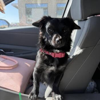 Sushi -  Chihuahua and Schipperke Dog for Adoption in Fresno, California - Sushi | PetCurious