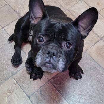 Otter -  French Bulldog Dog for Adoption in Shorewood, Illinois - Otter | PetCurious