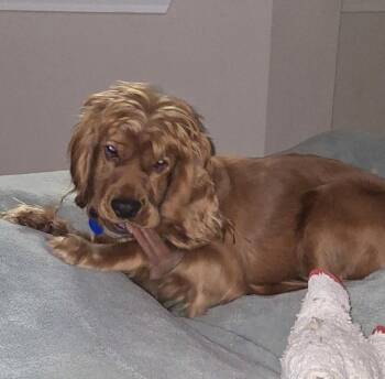 Streusel -  Cocker Spaniel Dog for Adoption in Austin, Texas - Streusel | PetCurious