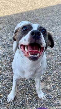 Jack Russell Terrier Dogs Available for Adoption in Sunbury, Pennsylvania - Ciara | PetCurious