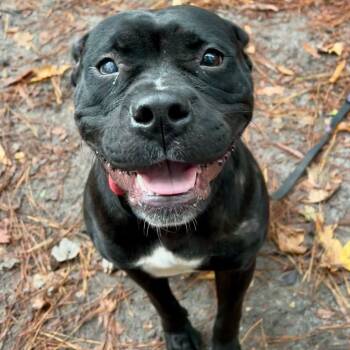 Rescue Mixed Breed Dogs for Adoption in Summerville, South Carolina - Chloe | PetCurious