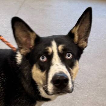 Rescue Mixed Breed Dogs for Adoption in Las Cruces, New Mexico - 100658 | PetCurious