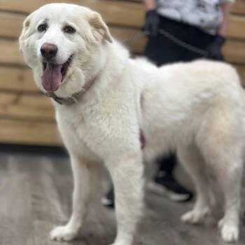 Snow -  Great Pyrenees Dog for Adoption in Wadena, Minnesota - Snow | PetCurious