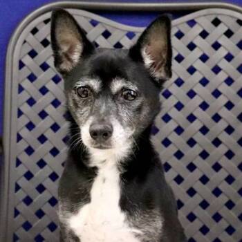 Rescue Australian Cattle Dog Blue Heeler Dogs for Adoption in Fort Davis, Texas - Socks | PetCurious