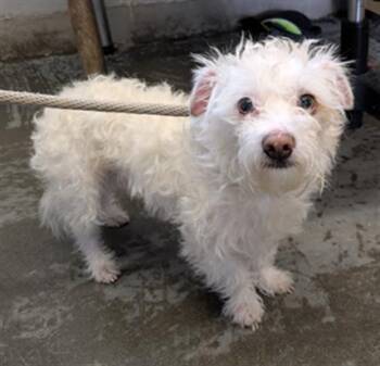 Maltese and Poodle Dogs Available for Adoption in Camarillo, California - PABLO | PetCurious