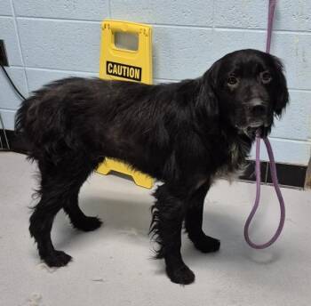 Pen 123 -  Labrador Retriever Dog for Adoption in Lawrenceville, Georgia - Pen 123 | PetCurious
