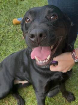 Phoenix -  Mixed Breed Dog for Adoption in Osseo, Michigan - Phoenix | PetCurious