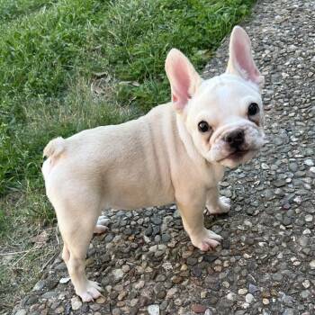French Bulldog Dogs Available for Adoption in Austin, Texas - Albus | PetCurious