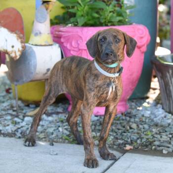Hound and Labrador Retriever Dogs Available for Adoption in Wake Forest, North Carolina - Emile | PetCurious