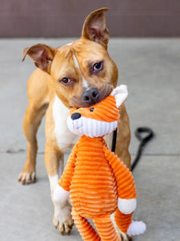 Rescue Mixed Breed Dogs for Adoption in Chamblee, Georgia - Shorty Short- IN FOSTER | PetCurious