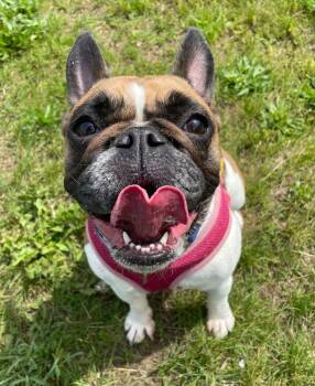 French Bulldog Dogs Available for Adoption in Jackson, Michigan - Stella | PetCurious