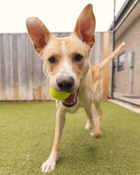 Apollo -  Mixed Breed Dog for Adoption in Eugene, Oregon - Apollo | PetCurious