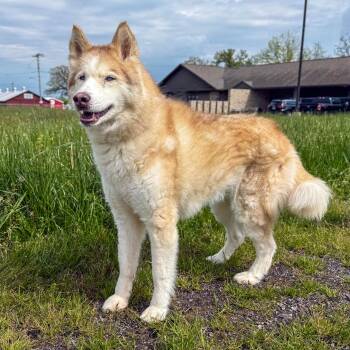 Husky Dogs Available for Adoption in Ashland, Ohio - Lexi  | PetCurious