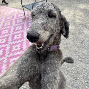 Diego -  Poodle Dog for Adoption in Sonoma, California - Diego | PetCurious