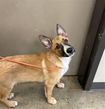 CLEO -  Belgian Shepherd Malinois Dog for Adoption in Ontario, California - CLEO | PetCurious