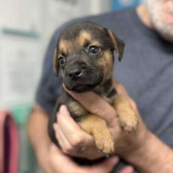 Mixed Breed Dogs Available for Adoption in Columbia, South Carolina - Black Bear | PetCurious