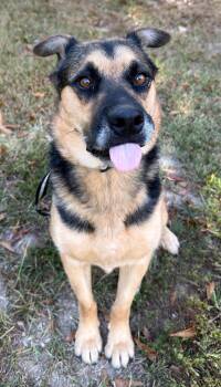 Verity -  German Shepherd Dog and Australian Cattle Dog Blue Heeler Dog for Adoption in Attalla, Alabama - Verity | PetCurious