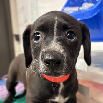 hallow -  Mixed Breed Dog for Adoption in Yuma, Arizona - Hallow | PetCurious
