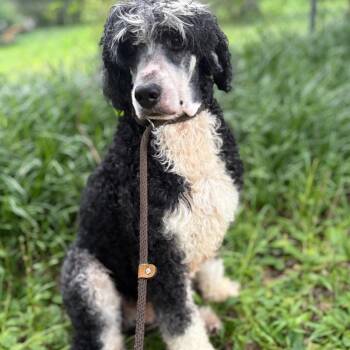 SPARKY -  Sheepadoodle Dog for Adoption in Fosters, Alabama - SPARKY | PetCurious
