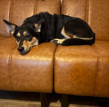 Shawnee -  Australian Kelpie and Corgi Dog for Adoption in Houston, Texas - Shawnee | PetCurious