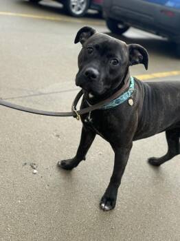 Terrier Dogs Available for Adoption - Minnie | PetCurious