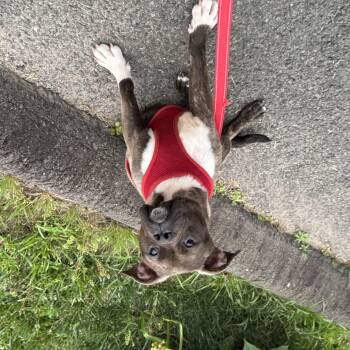 Bugsy -  Pit Bull Terrier Dog for Adoption in Watertown, Connecticut - Bugsy | PetCurious