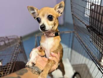 PERRI -  Chihuahua Dog for Adoption in Doral, Florida - PERRI | PetCurious