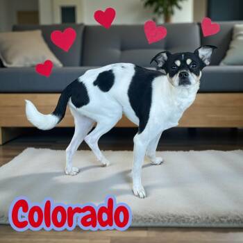 Rescue Chihuahua and Terrier Dogs for Adoption in Chuckey, Tennessee - Colorado - SC | PetCurious