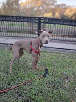 Weimaraner and Terrier Dogs Available for Adoption - Peanut | PetCurious