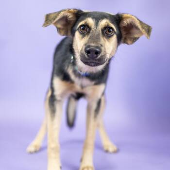 Taylor -  German Shepherd Dog and Mixed Breed Dog for Adoption in Portland, Oregon - Taylor | PetCurious