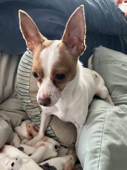 Rescue Chihuahua Dogs for Adoption in Grosse Pointe Farms, Michigan - Rookie | PetCurious
