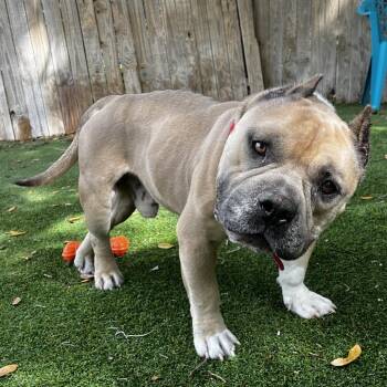 American Bulldog Dogs Available for Adoption in Lakeland, Florida - Meatlug | PetCurious