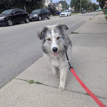 Brownie -  Shepherd Dog for Adoption in Brantford, Ontario - Brownie | PetCurious