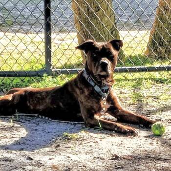 Rescue Mixed Breed Dogs for Adoption in Sarasota, Florida - Steele | PetCurious