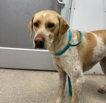 Hound and Mixed Breed Dogs Available for Adoption - Neytiri | PetCurious