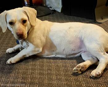 Basset Hound and Labrador Retriever Dogs Available for Adoption in Brooklyn Center, Minnesota - Lynn | PetCurious