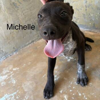 Michelle -  Pit Bull Terrier Dog for Adoption in Austin, Texas - Michelle | PetCurious