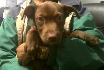 KAIRO -  Labrador Retriever and Mixed Breed Dog for Adoption in Tallahassee, Florida - KAIRO | PetCurious