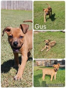 Gus -  American Bulldog Dog for Adoption in Enterprise, Alabama - Gus | PetCurious