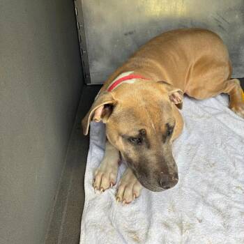 Pit Bull Terrier Dogs Available for Adoption in Greensboro, North Carolina - ROCKY | PetCurious
