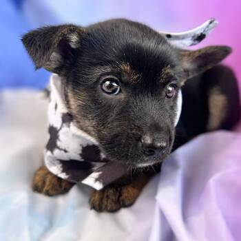Andrew -  Australian Kelpie and Shepherd Dog for Adoption in Boerne, Texas - Andrew | PetCurious