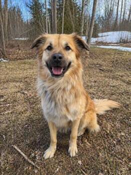 Mixed Breed Dogs Available for Adoption in Gwinn, Michigan - Schmidt | PetCurious
