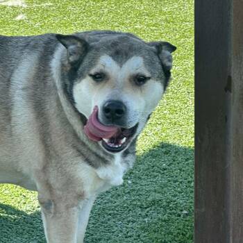 Husky and Shepherd Dogs Available for Adoption in Truth Or Consequences, New Mexico - Lobo | PetCurious