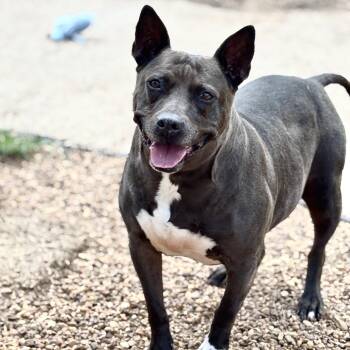 Rescue Mixed Breed Dogs for Adoption in Tunica, Mississippi - Dutchess | PetCurious