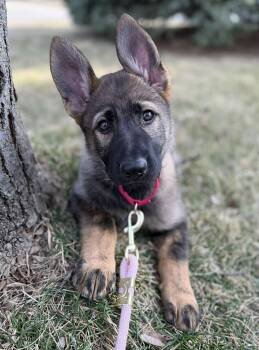 German Shepherd Dog Dogs Available for Adoption - Beatrice Nka Rumi | PetCurious