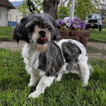 Shih Tzu Dogs Available for Adoption in Waterloo, Iowa - Queen | PetCurious