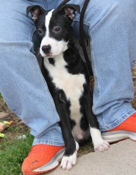 Terrier Dogs Available for Adoption in Marietta, Ohio - Dopey (Photos 5/2/2026) | PetCurious