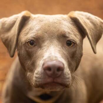 Paisley -  Mixed Breed Dog for Adoption in Decatur, Georgia - Paisley | PetCurious