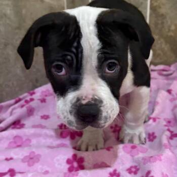 Mixed Breed Dogs Available for Adoption - Goose | PetCurious